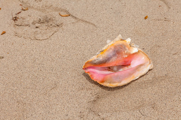 Fototapeta na wymiar Conch Shell On Beach