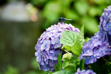 Fototapeta premium 紫陽花