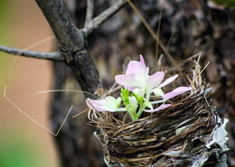 flower on bird nest