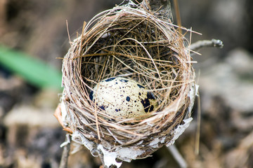 bird egg on nest