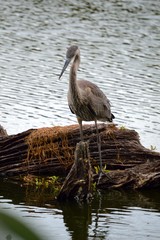 Portrait of a Great Blue Heron in the water.
