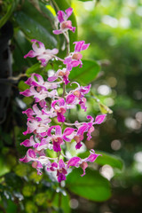 Close up Beautiful orchid