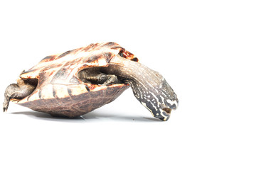 isolated turtle
