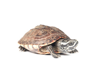 Obraz premium isolated turtle 