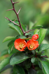 Obraz premium Japan garden. Blossoming Chaenomeles (flowering quince, Japanese quince), a genus of spiny shrubs, native to eastern Asia in Japan, China and Korea.