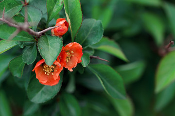 Red spring flowers. Blossoming Chaenomeles (flowering quince, Japanese quince)
