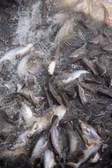 Feeding Frenzy of Fish (mostly catfish)