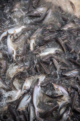 Feeding Frenzy of Fish (mostly catfish)