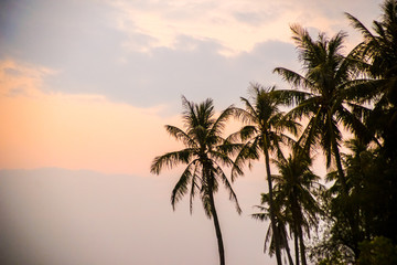 Obraz na płótnie Canvas palms at sunset