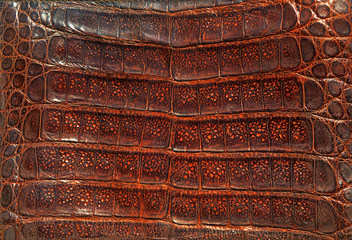 Alligator leather