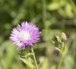Pink cornflower. Acroptilon repens Pall