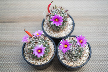 Obraz na płótnie Canvas close up of cactus flower