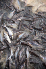 Feeding Frenzy of Fish (mostly catfish)