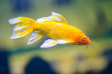 Butterfly koi carps fish