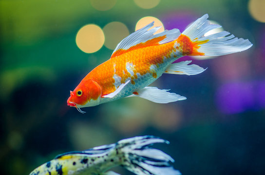 Fototapeta Butterfly koi carps fish