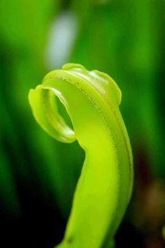  green fern