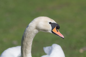 Obraz premium white swan