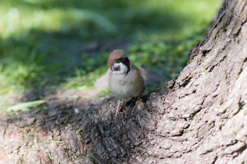 Portrait of a curious sparrow