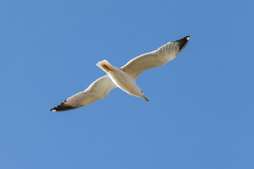 gliding seagull