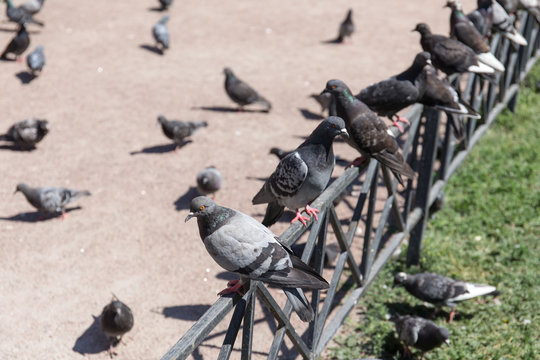 large flock of pigeons