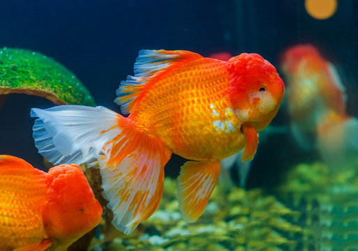 Big Goldfish
