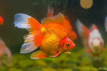 Goldfish