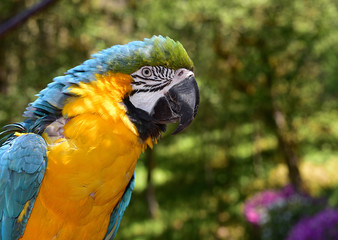 Beautiful Macaw Parrot 