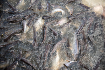 Feeding Frenzy of Fish