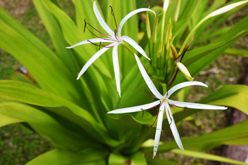 lilie © maewshooter