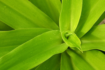 lilie © maewshooter