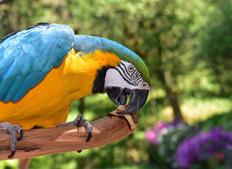 Blue and Gold Macaw Parrot