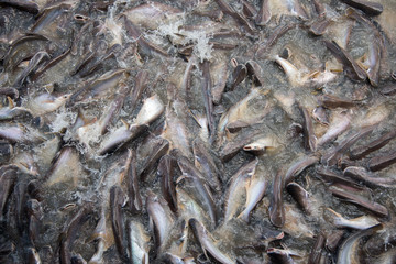 Feeding Frenzy of Fish