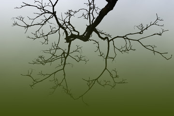 leafless tree branch on gradient filtered green background.