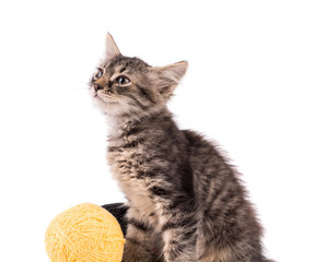 Funny brown kitten and ball of thread 
