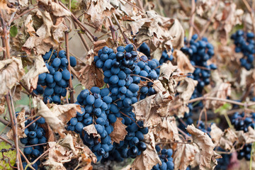 Vineyards in autumn harvest. 