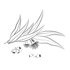 Eucalyptus leaves, flowers and seeds outline