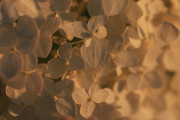 Apple blossom close-up of a bunch of flowers