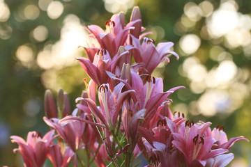 bright colorful flowers on a green background