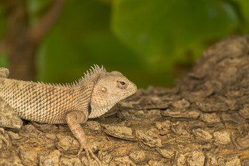 Bearded dragon lizard