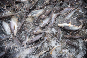 Feeding Frenzy of Fish