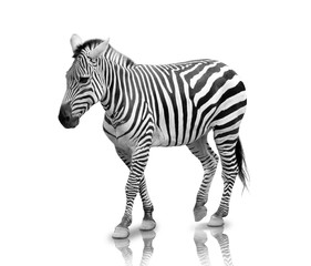 Fototapeta na wymiar Zebra isolated in white background, full body