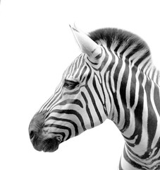 Fototapeta na wymiar The head of a zebra isolated in white background