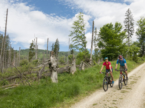 Mountainbiker im Nationalpark Bayerischer Wald