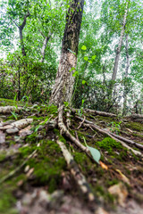 Fototapeta premium Natur in Jiangyin