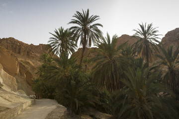 Fototapeta na wymiar Mountain oasis Chebika at border of Sahara, Tunisia, Africa