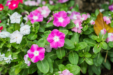 Colorful periwinkle flower in garden