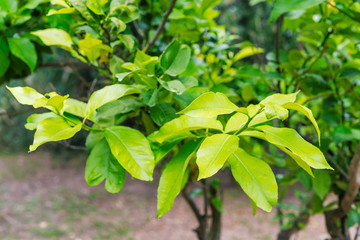  orange tree fruits with green leaves in Corfu, Greece.