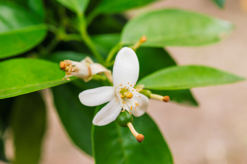 branch orange tree  with flowers in Corfu, Greece.