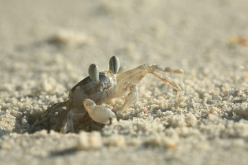 crab on sand beach coast