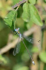 Lestes sponsa